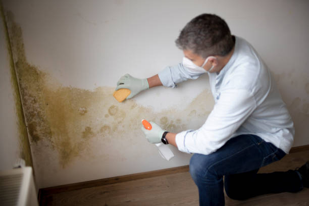 Best Emergency Mold Remediation  in Livonia, MI