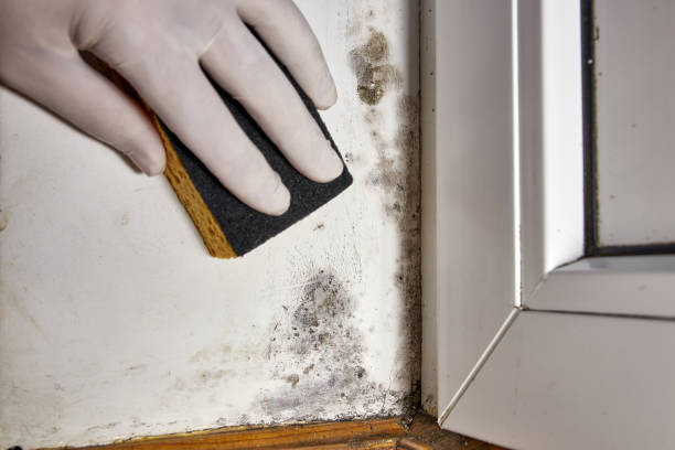 Best Real Estate Mold Inspection  in Livonia, MI